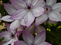 Clematis Utopia IMG_4396 Powojnik